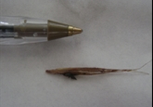Grass Seeds