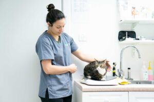 neutering header