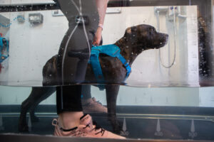 mobility blog hydrotherapy