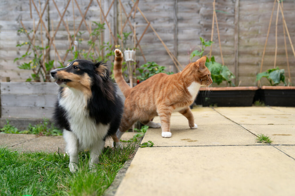 plants and paws 2 size medium
