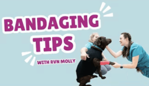 Bandage care with registered veterinary nurse, Molly