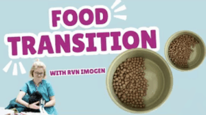 Food transitioning with registered veterinary nurse, Imogen