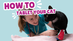 How to tablet your cat