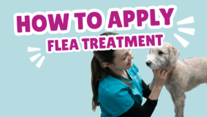 How to apply flea treatment
