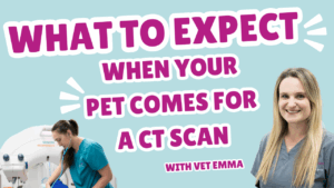 What to expect when you bring your pet for a CT