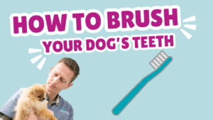 How to brush your dog's teeth