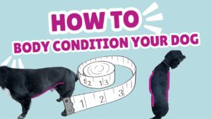 How to body condition score your dog