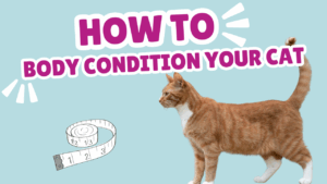 How to body condition score your cat