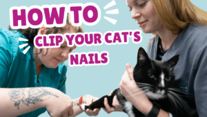 How to clip your cat's nails