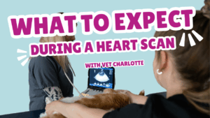 What to expect during a heart scan?