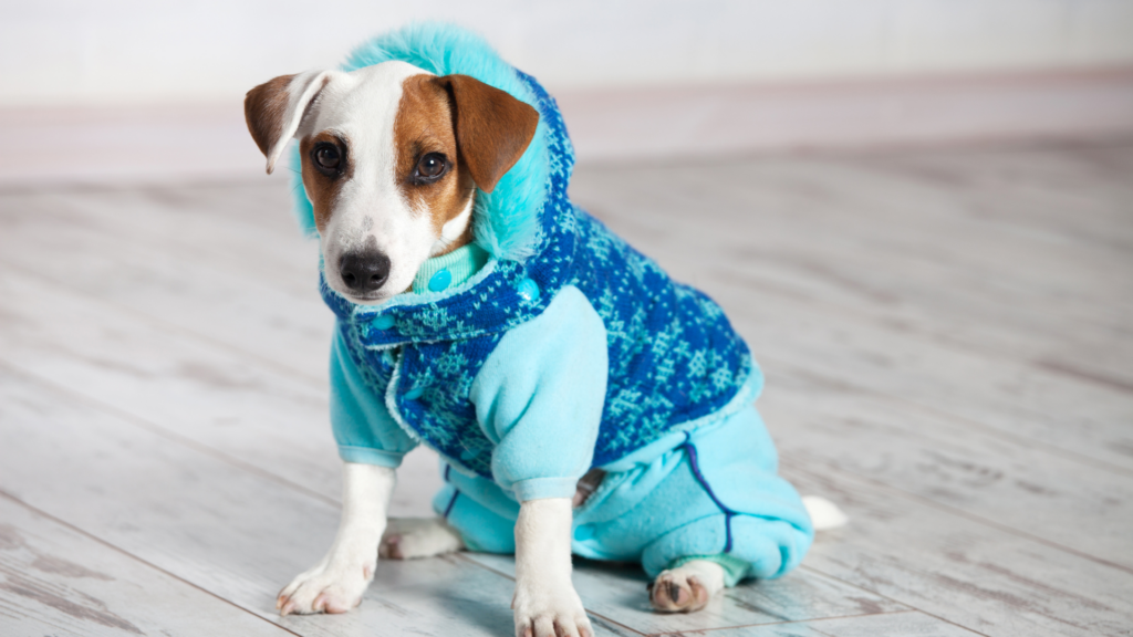 Pennard Vets: WInter pet care