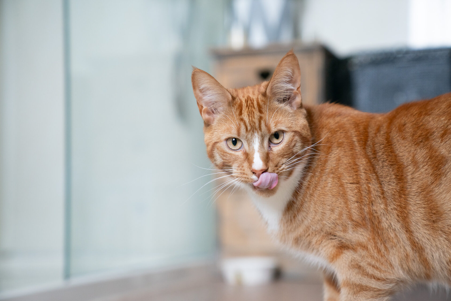 Cat Assessee Pennard Vets x Sylvester - Pennard Vets